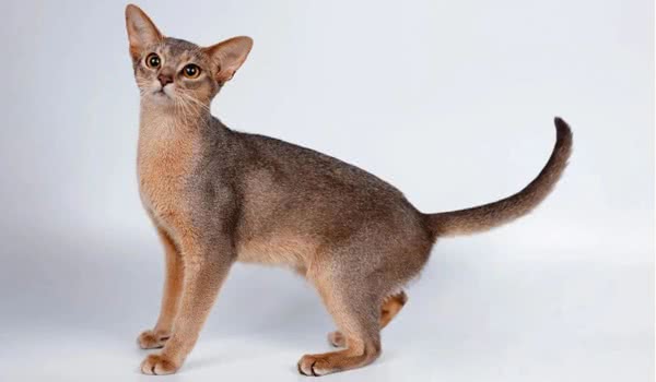 阿比西尼亚猫图片