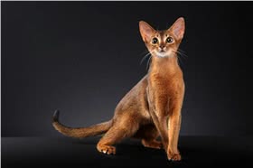 阿比西尼亚猫