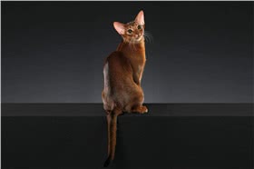 阿比西尼亚猫