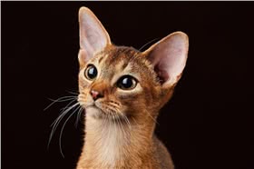 阿比西尼亚猫
