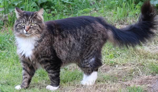挪威森林猫 挪威森林猫