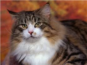 挪威森林猫