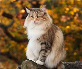 挪威森林猫