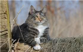 挪威森林猫