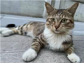 中国狸花猫