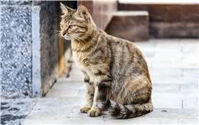中国狸花猫
