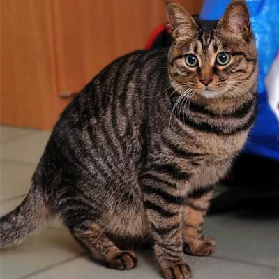 中国狸花猫