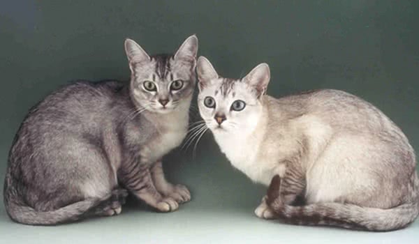 波米拉猫 波米拉猫