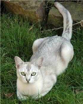 波米拉猫