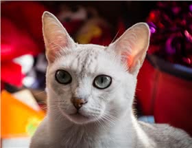 波米拉猫