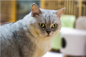 波米拉猫