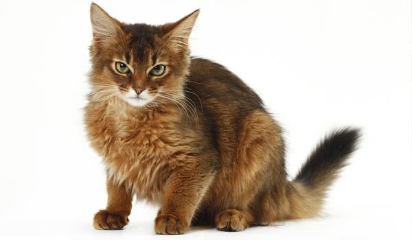 索马里猫 索马里猫