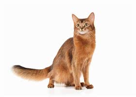 索马里猫