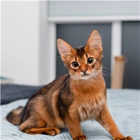 索马里猫