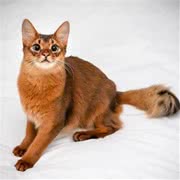 索马里猫