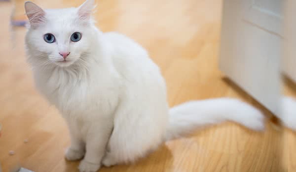 土耳其安哥拉猫 土耳其安哥拉猫