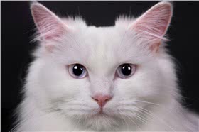 土耳其安哥拉猫