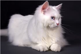 土耳其安哥拉猫