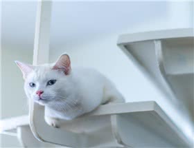 土耳其安哥拉猫
