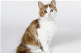 土耳其安哥拉猫