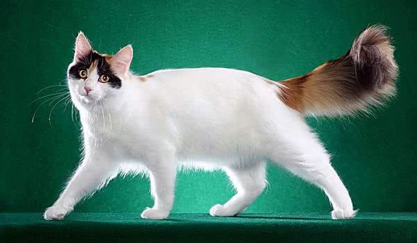 土耳其梵猫 土耳其梵猫