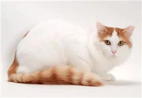 土耳其梵猫