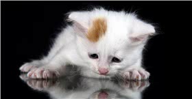 土耳其梵猫