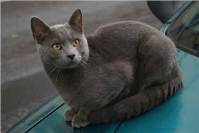 夏特尔猫