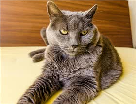 夏特尔猫