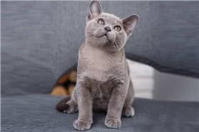 夏特尔猫