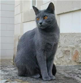 夏特尔猫