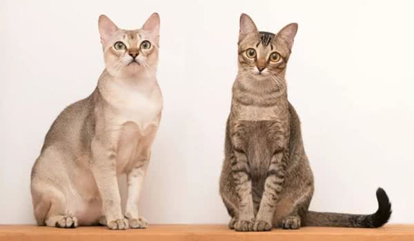 新加坡猫图片