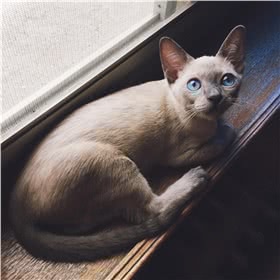 暹罗猫