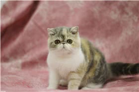 加菲猫