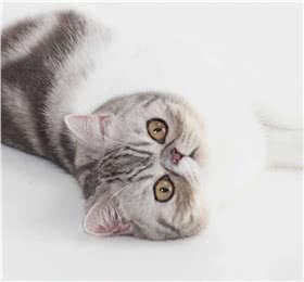 加菲猫