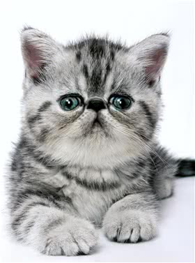 加菲猫