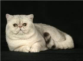 加菲猫