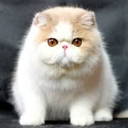 加菲猫