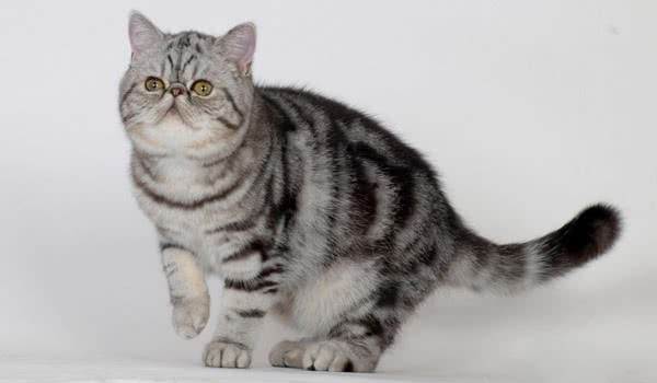 重点色短毛猫 重点色短毛猫