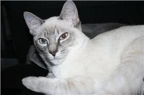 重点色短毛猫