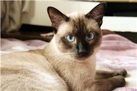 重点色短毛猫