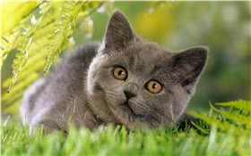 重点色短毛猫