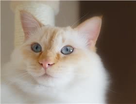重点色短毛猫