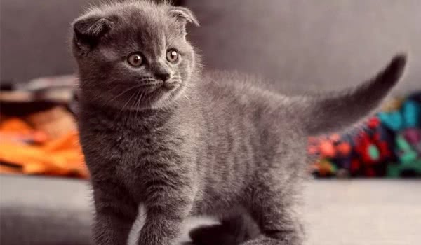 折耳猫图片