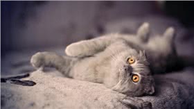 折耳猫