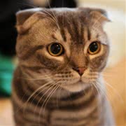 折耳猫