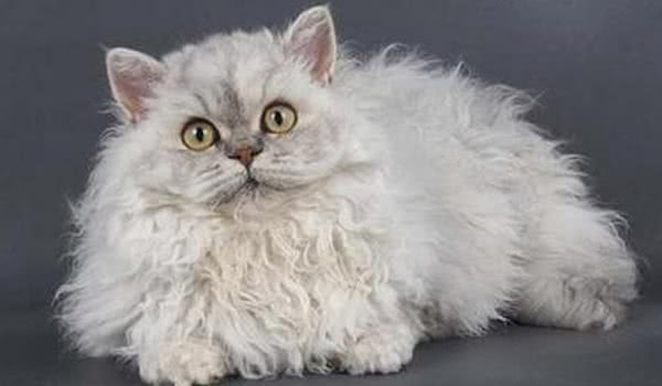 斯可可猫 斯可可猫