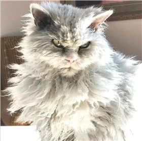 斯可可猫