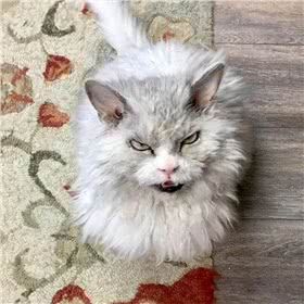 斯可可猫