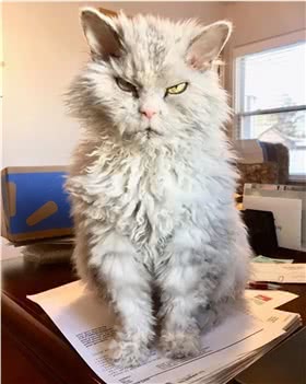 斯可可猫